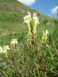 Scutellaria stepposa. Ветвь с соцветием. Казахстан, Восточно-Казахстанская обл., Калбинский Алтай, окр. пер. Таргын, склон западной экспозиции, лугово-степной пояс с кустарниками, на мелкозёме. 22 июня 2023 г.