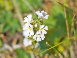 Euphrasia alboffii. Соцветие. Карачаево-Черкесия, Урупский р-н, хр. Загедан, долина реки Загедан, ≈ 2500 м н.у.м., альпийский луг. 10.08.2023.