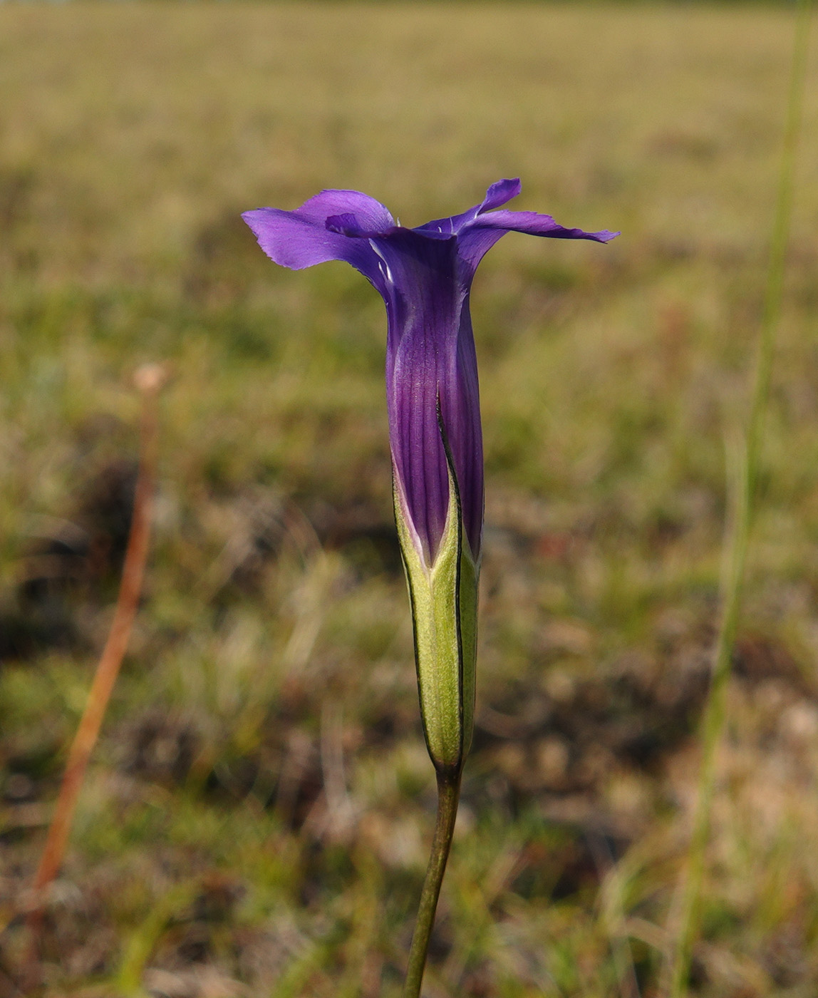 Image of Gentianopsis barbata specimen.