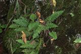 Polypodium vulgare. Спороносящее растение. Красноярский край, окр. г. Красноярск, заповедник \"Столбы\", окр. гранитного карьера. 24.08.2023.
