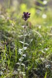 Bartsia alpina. Цветущее растение. Мурманская обл., Кольский р-н; окраина мелколиственного леса, обочина старой заброшенной дороги. 11.07.2023.