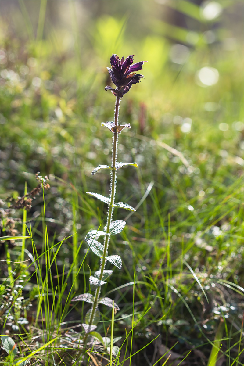 Image of Bartsia alpina specimen.