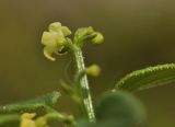 Rubia cordifolia. Верхушка побега с цветком и бутоном (вид со стороны чашечки). Приморье, Хасанский р-н, окр. Славянского гор. пос., юго-восточная сторона полуострова, тропа вдоль скального обрыва. 09.10.2023.