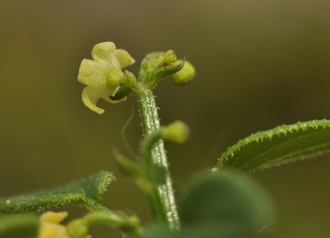 Изображение особи Rubia cordifolia.