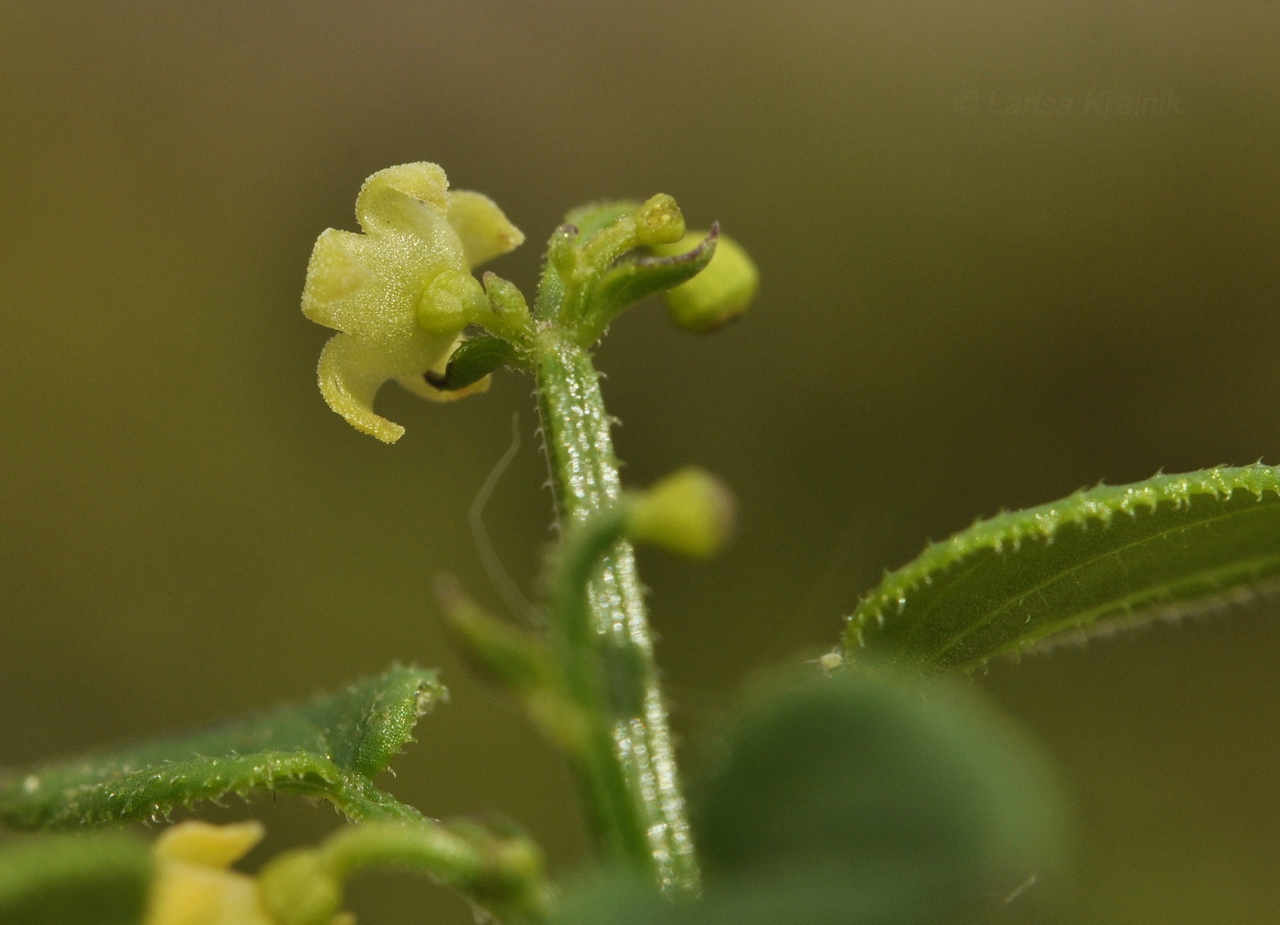 Image of Rubia cordifolia specimen.