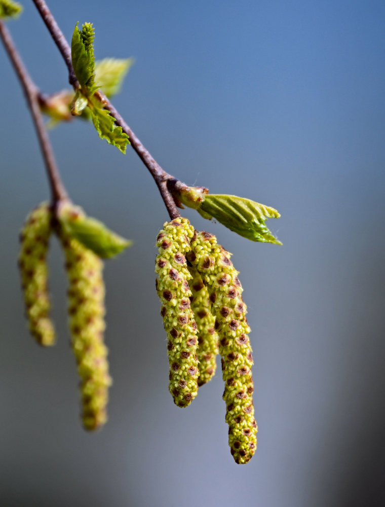 Изображение особи Betula tortuosa.