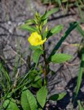 Oenothera rubricaulis