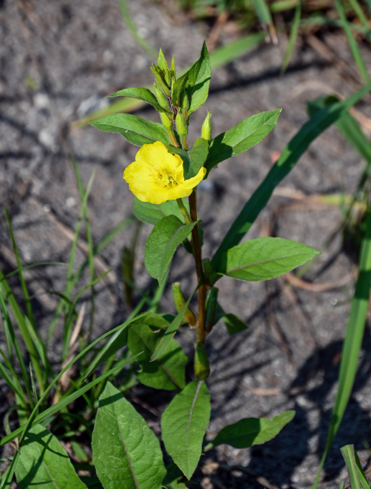 Image of Oenothera rubricaulis specimen.