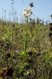 Erigeron acris. Плодоносящее растение. Пермский край, Берёзовский р-н, долина р. Шаква в окр. дер. Карнаухово, в р-не Татарской горы, суходольный луг. 12 августа 2023 г.