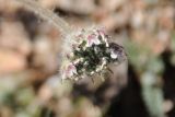 Apiaceae