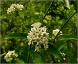 Vincetoxicum hirundinaria. Соцветие. Удмуртия, Завьяловский р-н, окр. дер. Поварёнки, левый берег Камы. 12 июня 2010 г.