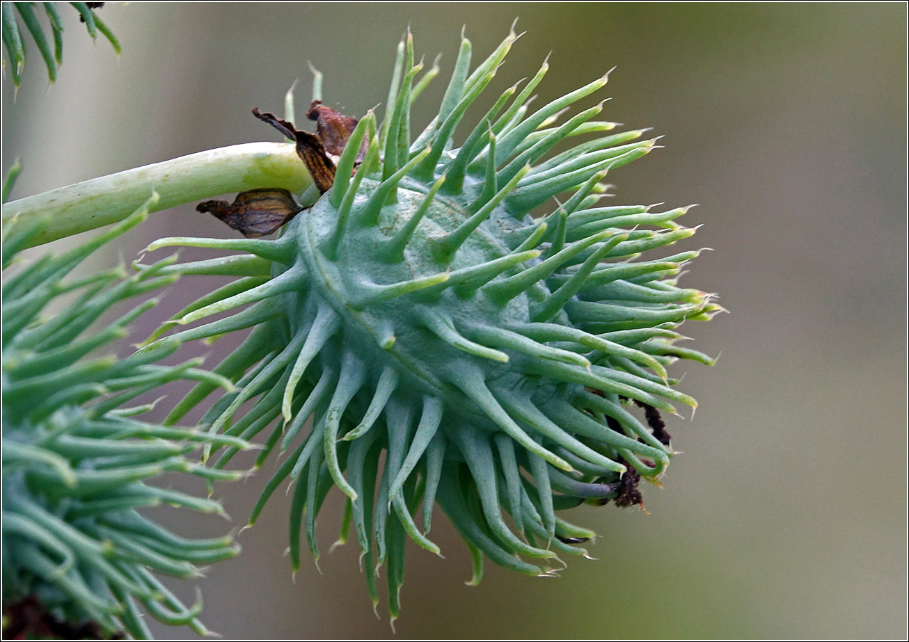 Изображение особи Ricinus communis.