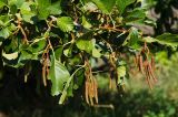 Alnus glutinosa