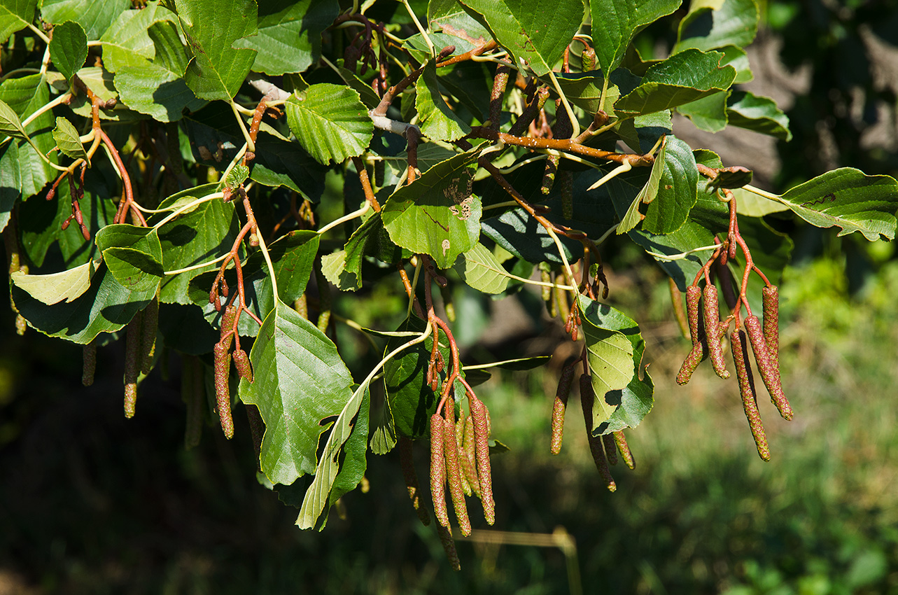 Image of Alnus glutinosa specimen.