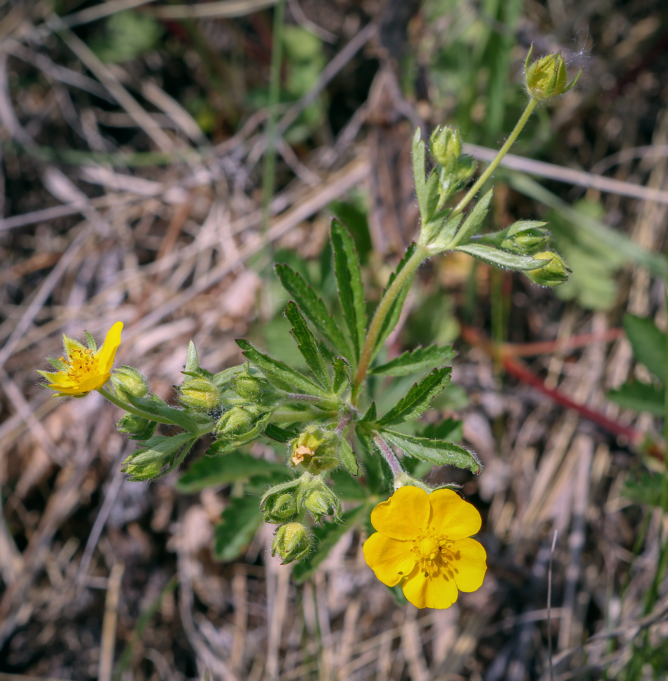 Image of Potentilla thuringiaca specimen.