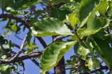 genus Morinda. Листья. Вьетнам, провинция Кханьхоа, г. Нячанг, гора Co Tien (Angel Mountain), склон с травяно-кустарниковой растительностью. 08.09.2023.