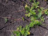 Potentilla anserina