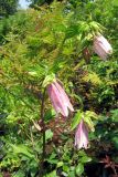 Campanula takesimana