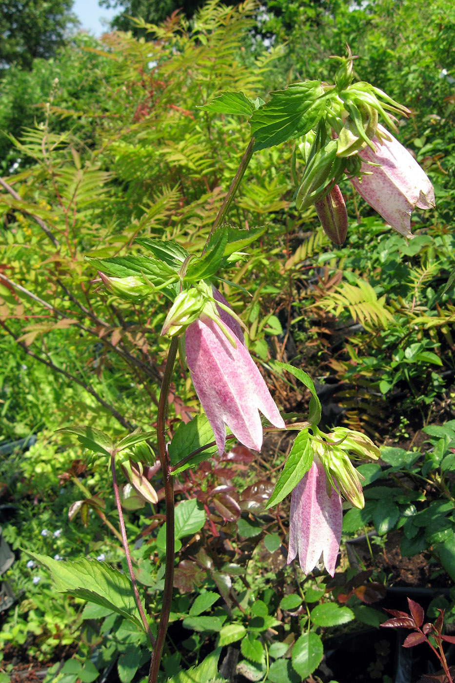 Изображение особи Campanula takesimana.