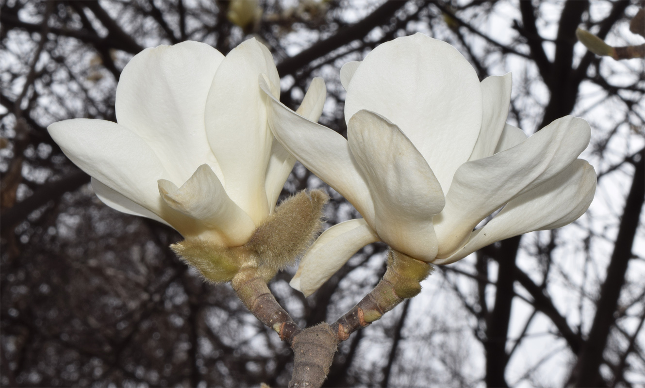 Image of Magnolia denudata specimen.