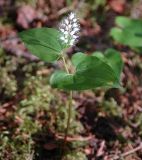 Maianthemum bifolium