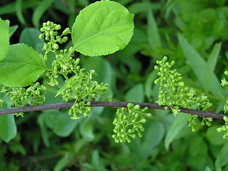 Image of Celastrus orbiculata specimen.