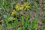 Primula macrocalyx. Цветущие растения. Хакасия, Орджоникидзевский р-н, долина р. Сарала, луг. 09.06.2022.