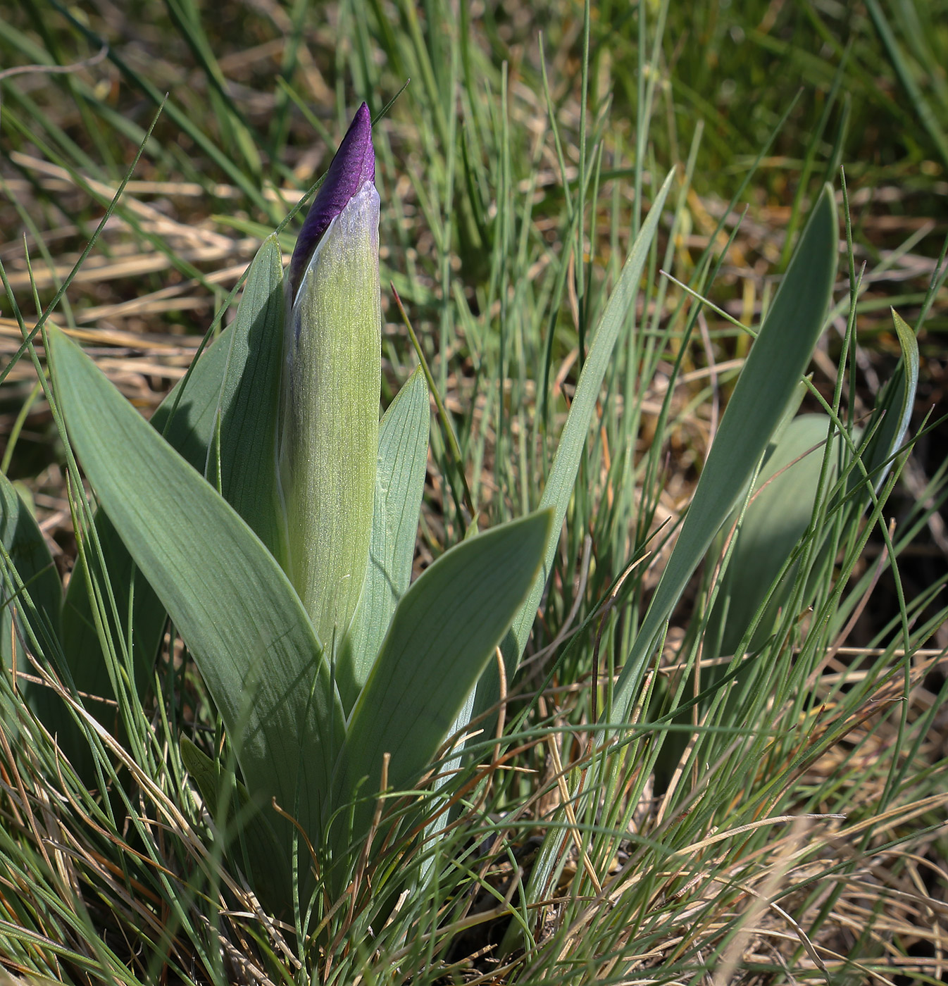 Изображение особи Iris pumila.