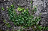 Hedera helix. Вегетирующее растение. Грузия, Имеретия, г. Кутаиси, у подножия каменной стены. 14.06.2023.