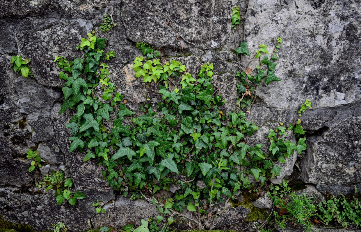 Изображение особи Hedera helix.