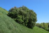 Syringa vulgaris