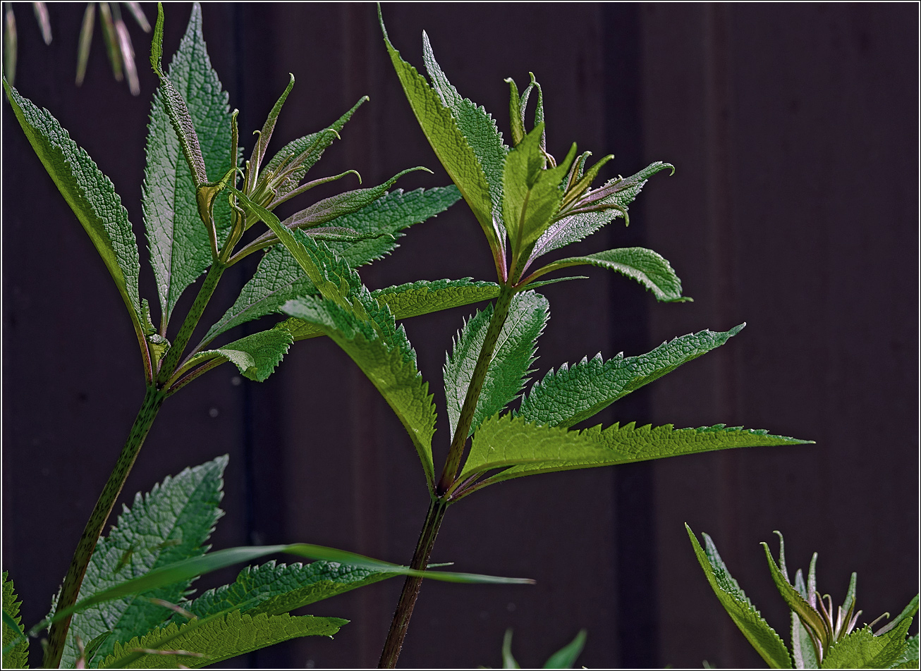 Изображение особи род Eupatorium.