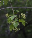 Acer semenovii
