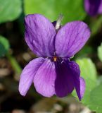 Viola odorata