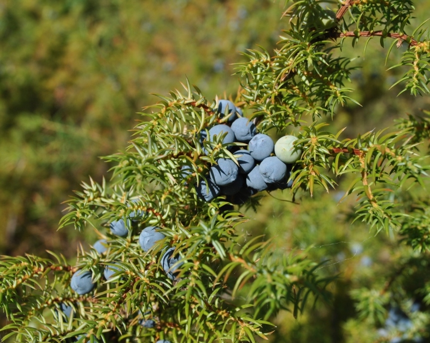 Image of Juniperus sibirica specimen.