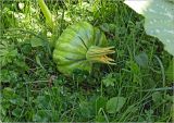 Cucurbita pepo