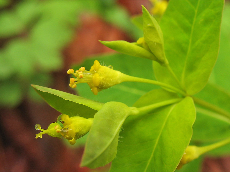 Изображение особи Euphorbia carniolica.