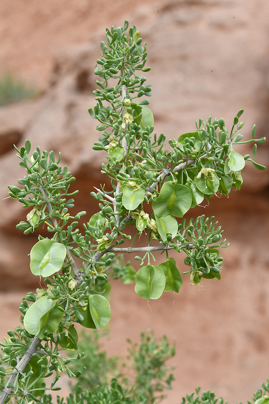 Изображение особи Zygophyllum ferganense.