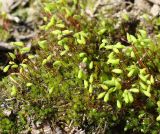 род Bryum