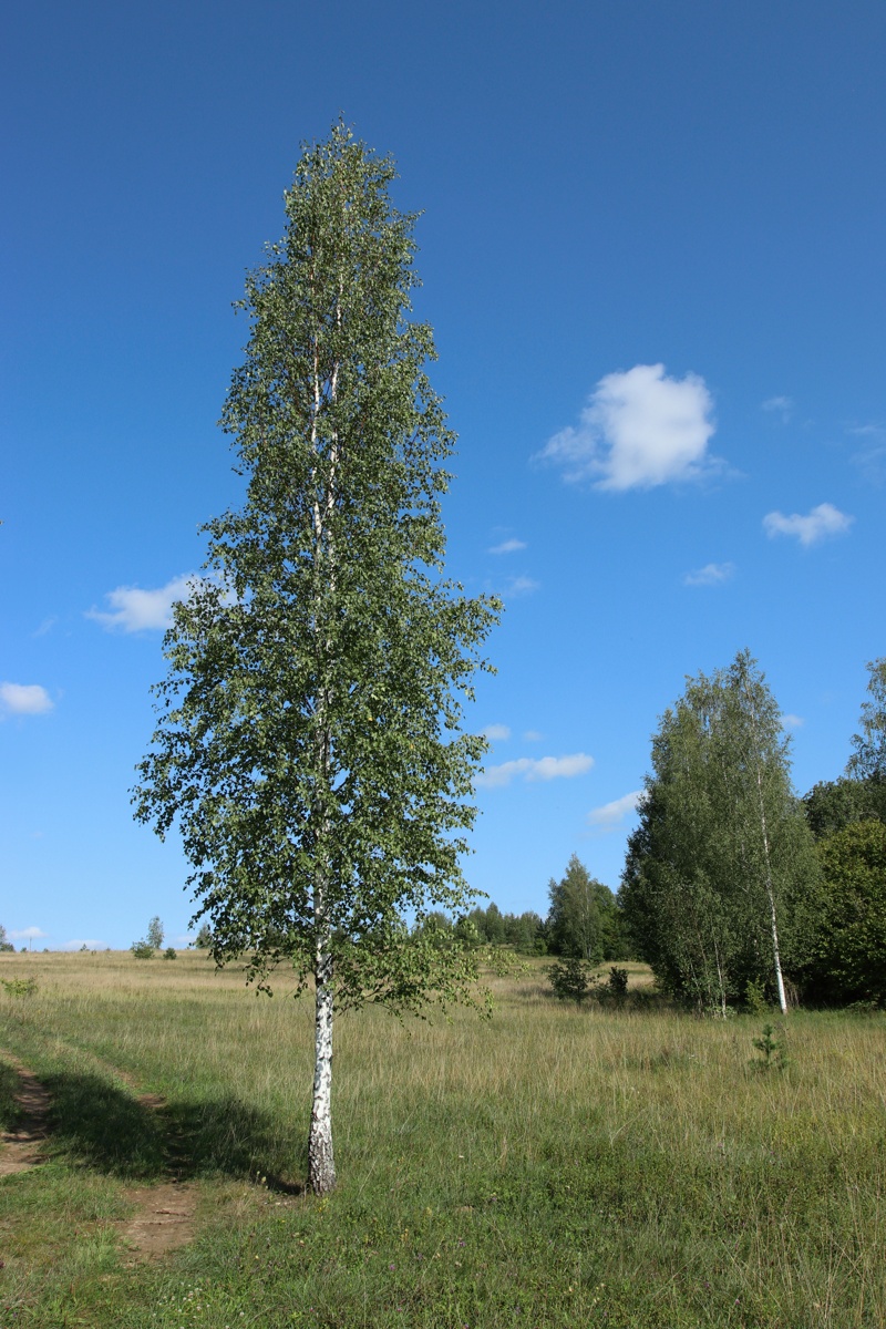 Изображение особи Betula pendula.