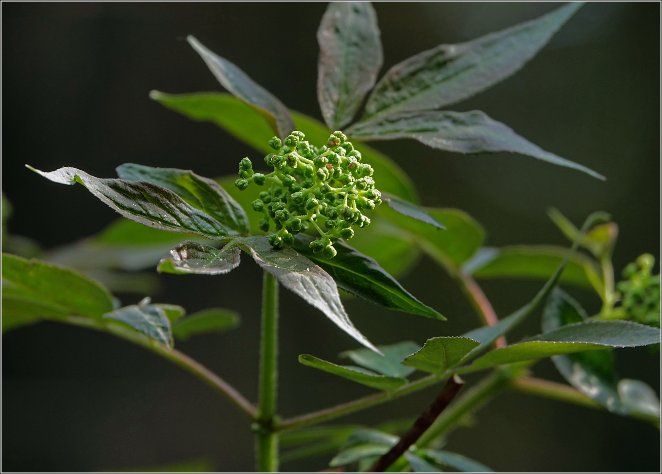 Изображение особи Sambucus racemosa.