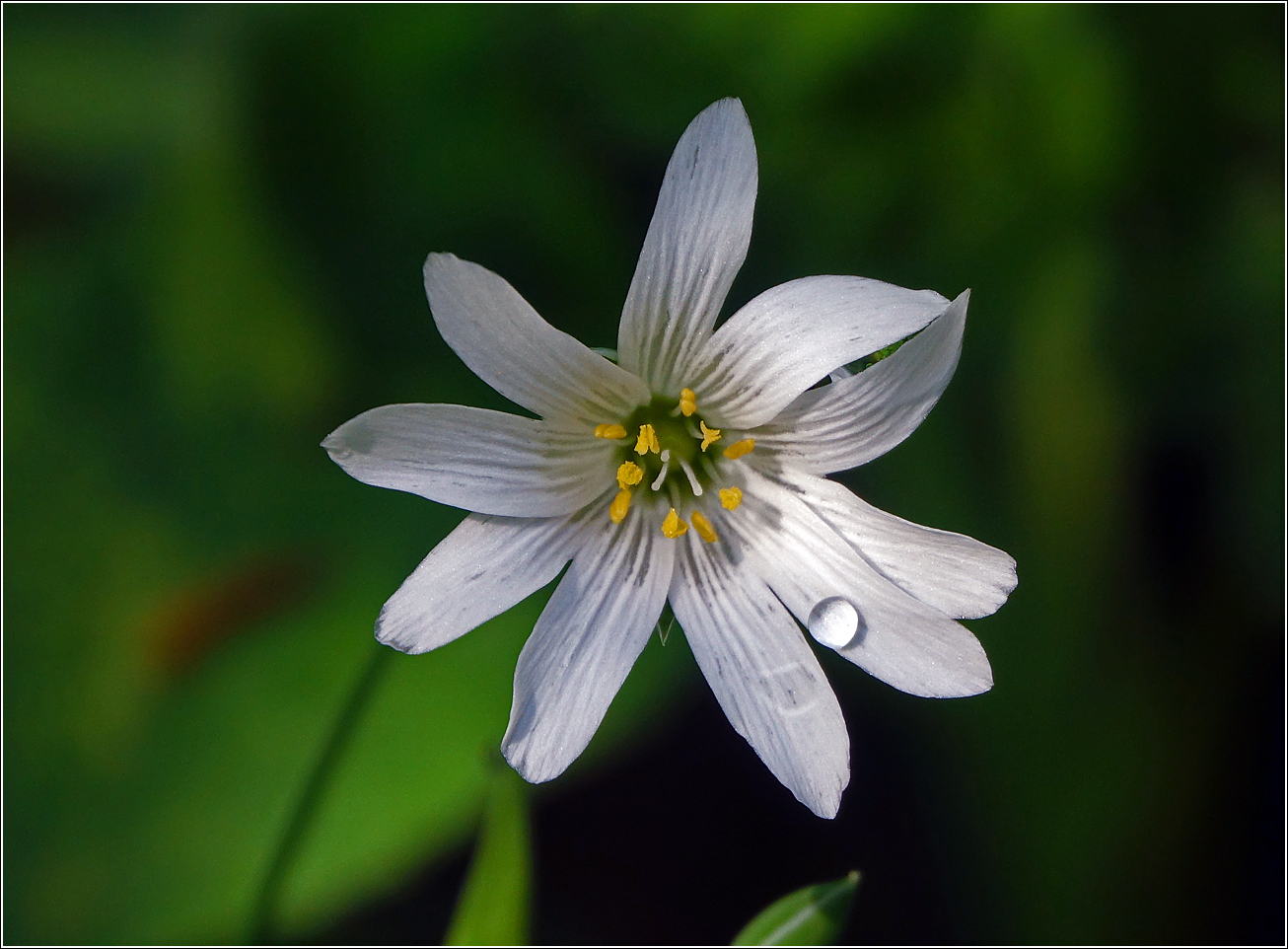 Image of Stellaria holostea specimen.
