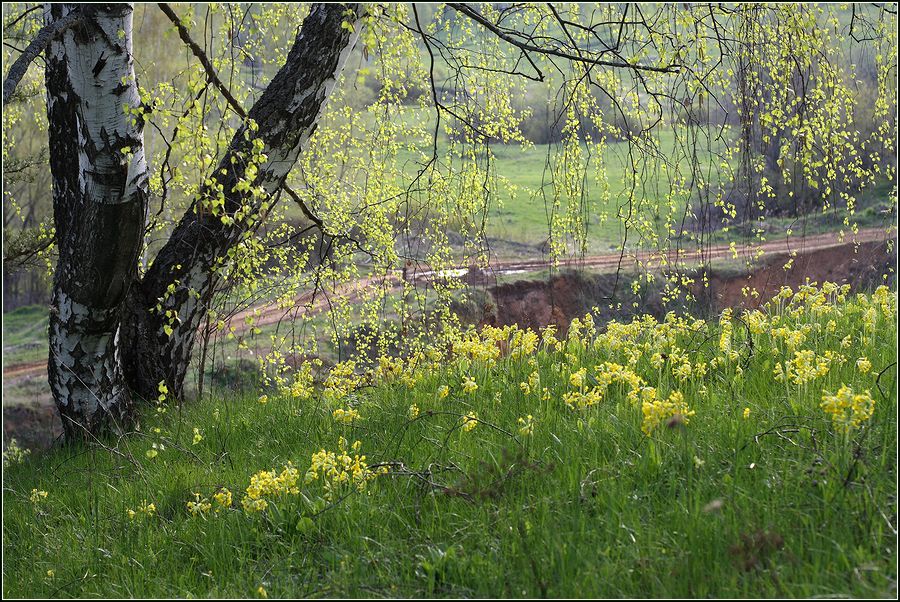 Изображение особи Primula veris.