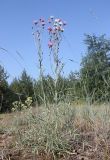 Jurinea thyrsiflora