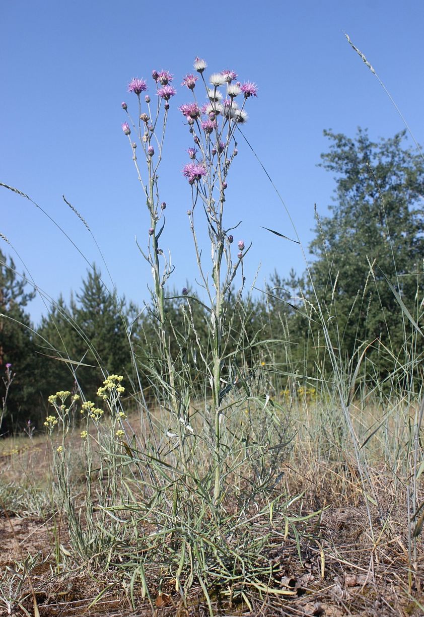 Image of Jurinea thyrsiflora specimen.