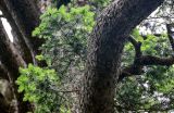 Picea wilsonii. Часть ветви. Китай, пров. Шэньси, национальный парк \"Хуашань\", ≈ 2000 м н.у.м., смешанный лес. 02.06.2025.