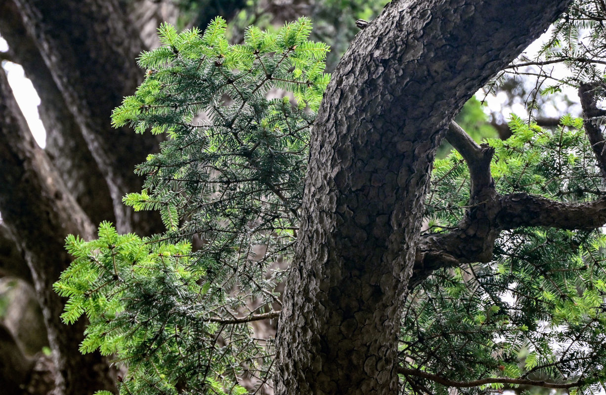 Изображение особи Picea wilsonii.
