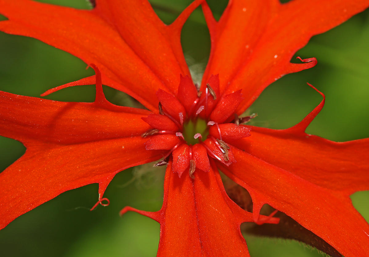 Image of Lychnis fulgens specimen.