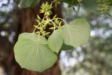 Populus pruinosa