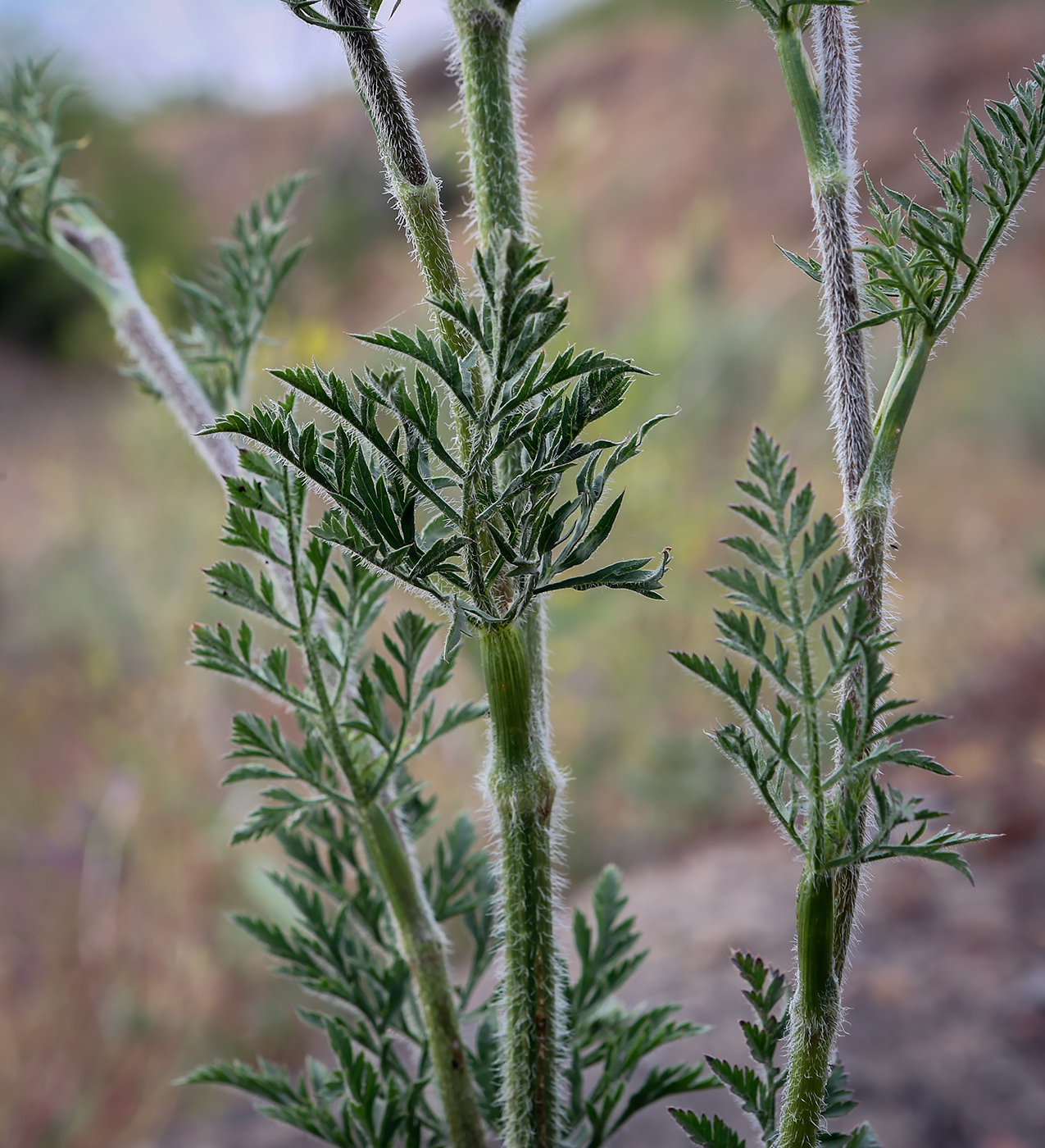Image of Daucus carota specimen.